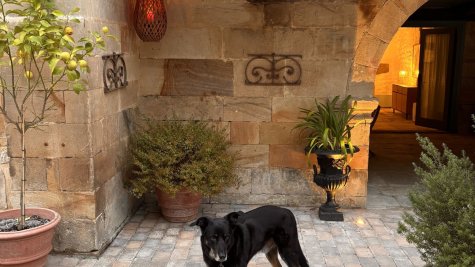 Oli en el patio